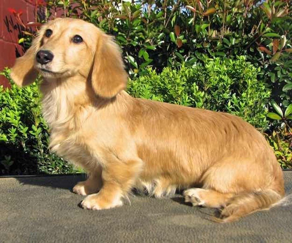 Blonde Long-Haired Miniature Dachshund: A Comprehensive Guide